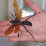 【世界一大きい蜂】最大6cm!?　手のひら並みのサイズ！　世界最大の蜂とは？　【オオベッコウバチ】